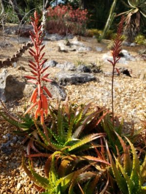 Aloe dorotheae 